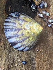 Cellana strigilis