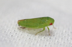 Hyalojassini