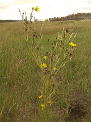 Tragopogon podolicus