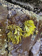 Pachymenia dichotoma