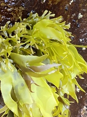 Pachymenia dichotoma