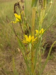 Tragopogon podolicus