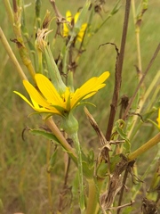 Tragopogon podolicus