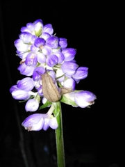 Meghimatium pictum