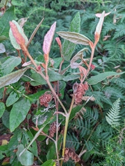 Lasiopetalum macrophyllum