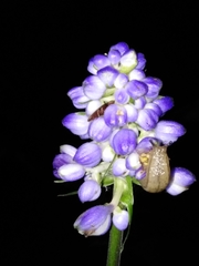 Meghimatium pictum