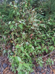 Lasiopetalum macrophyllum