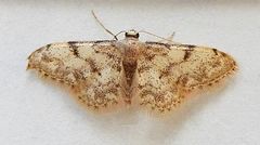 Idaea nibseata