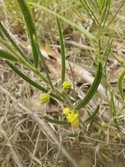Acacia bynoeana