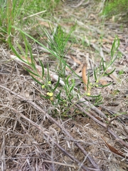Acacia bynoeana