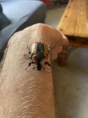 Chondropyga dorsalis