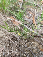 Acacia bynoeana