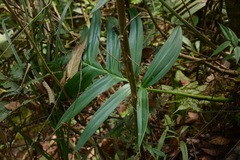 Rhaphidophora decursiva