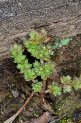 Crassula colligata colligata