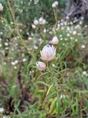 Xerochrysum papillosum