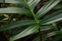 Rhaphidophora decursiva