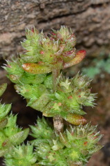 Crassula colligata colligata