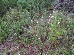 Xerochrysum papillosum