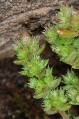 Crassula colligata colligata