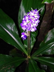 Dichorisandra paranaensis