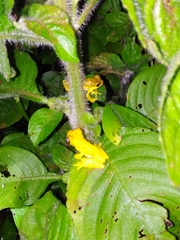 Dendropsophus microps