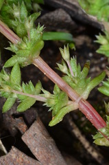 Crassula colligata colligata