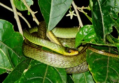 Chironius bicarinatus