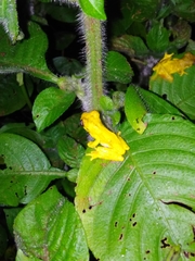 Dendropsophus microps