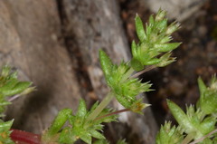 Crassula colligata colligata