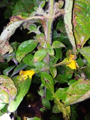 Dendropsophus microps