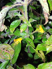 Dendropsophus microps
