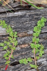 Crassula colligata colligata