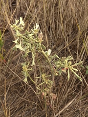 Atriplex pedunculata