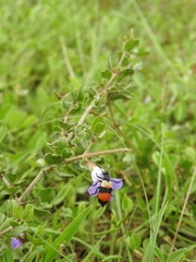 Dyschoriste madurensis