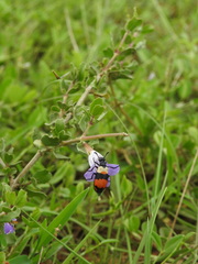 Dyschoriste madurensis