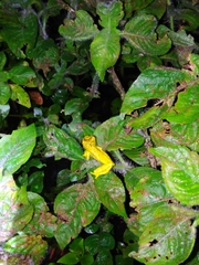 Dendropsophus microps