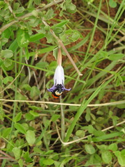 Dyschoriste madurensis