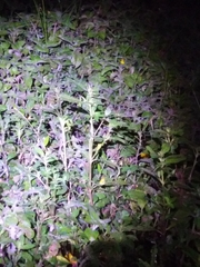 Dendropsophus microps