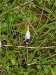 Dyschoriste madurensis