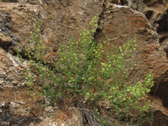 Galium brachyphyllum