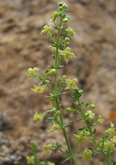 Galium brachyphyllum