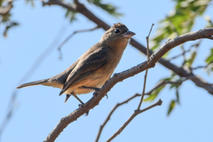 Passerina versicolor