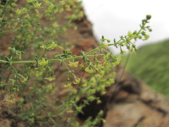 Galium brachyphyllum