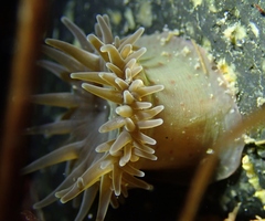 Anthopleura mariae