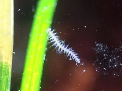 Amblyosyllis