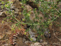 Galium brachyphyllum