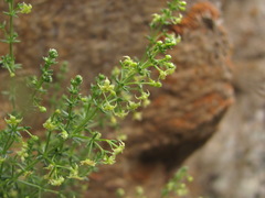 Galium brachyphyllum