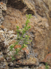Galium brachyphyllum