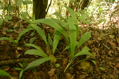 Molineria capitulata