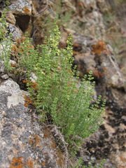 Galium brachyphyllum